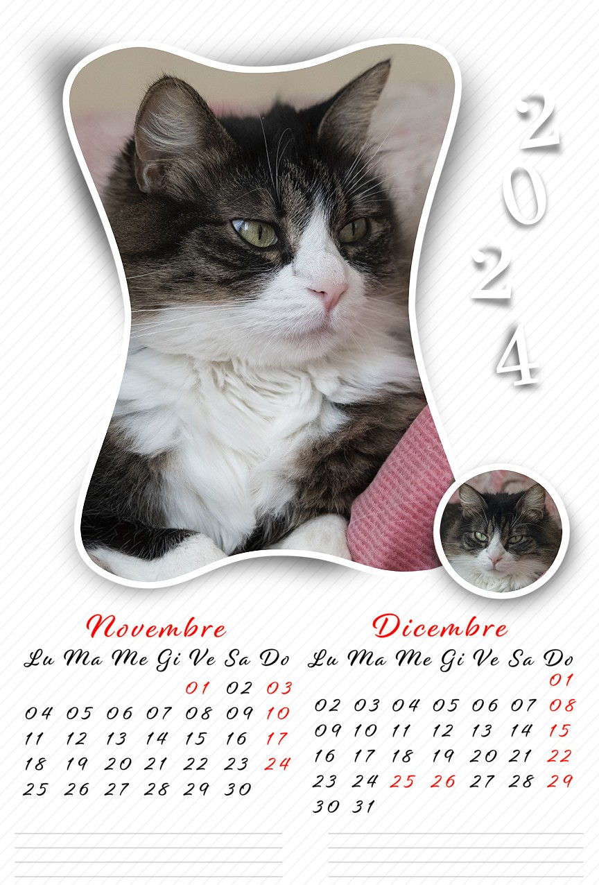 Calendario mondo gatto 